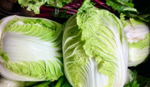 Napa Cabbage