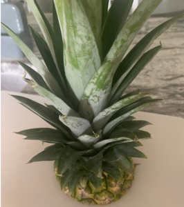 Pineapple