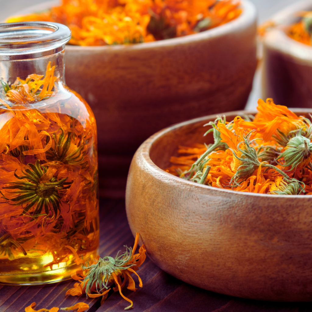 Calendula