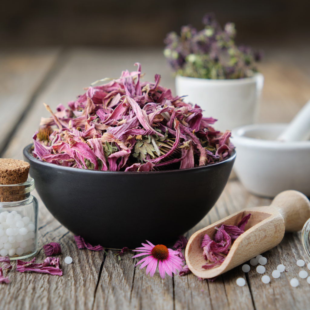 Echinacea