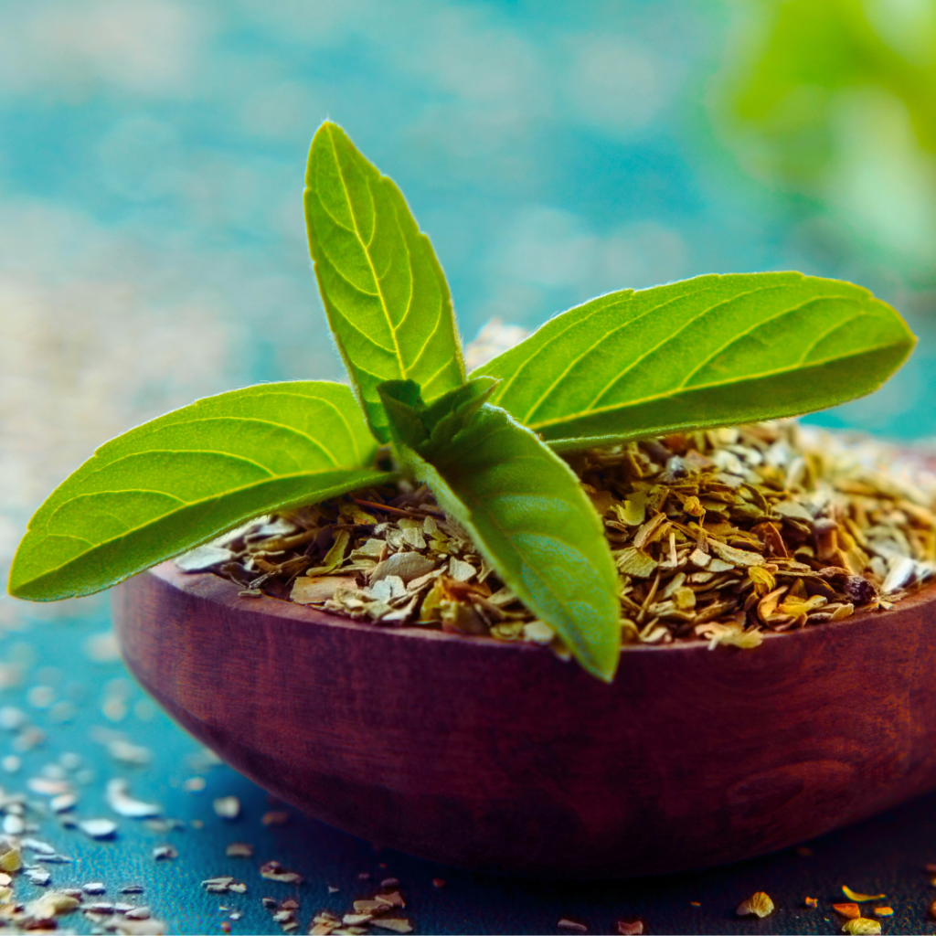 Holy Basil
