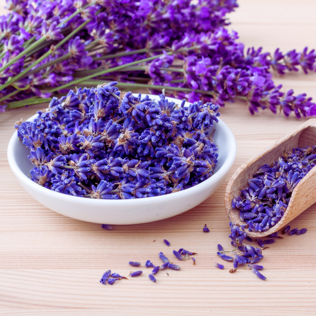 Lavender 