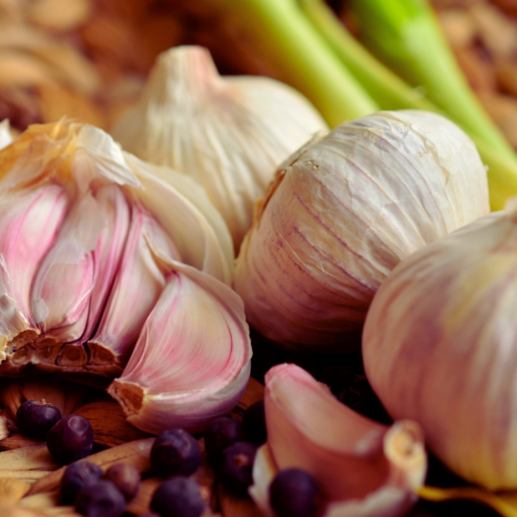 Garlic