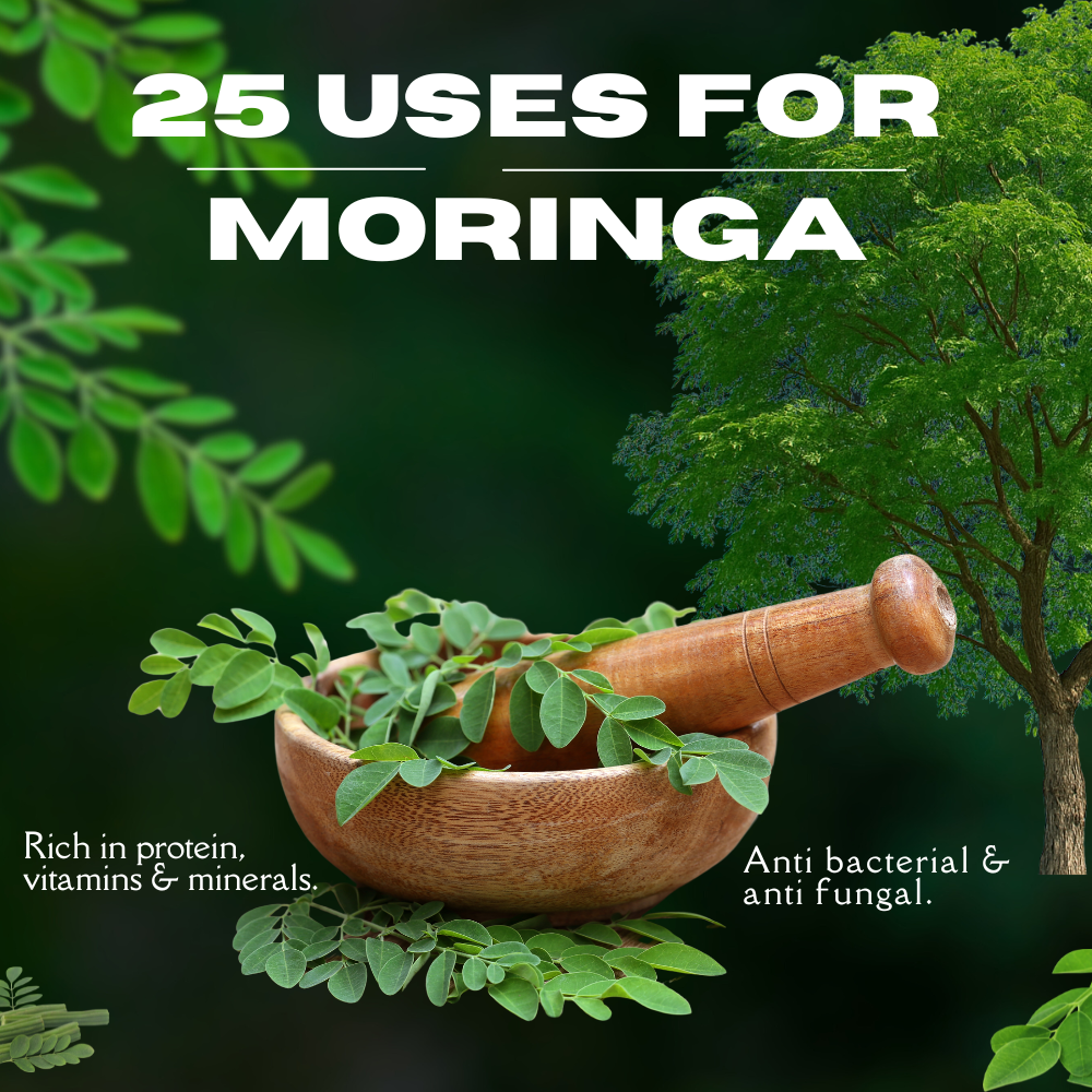 25 Uses for Moringa: The Tree of Life Superfood